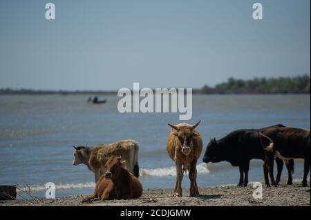 Kühe wandern am sandigen Schwarzmeerstrand am Donaudelta in der Nähe von Sfantu Gheorghe, Rumänien. Stockfoto