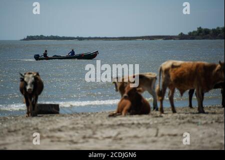 Kühe wandern am sandigen Schwarzmeerstrand am Donaudelta in der Nähe von Sfantu Gheorghe, Rumänien. Stockfoto