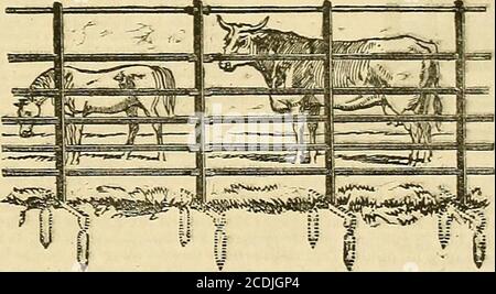 . Die Gärtnerchronik und die Agrarzeitung . 1. Pro Tonne entsprechend) Abstand der Beförderung oder Fracht. Fleischmärkte hoch, aber wemst im Auge behalten, dass im letzten Frühjahr Vorrat aller Art war in teuer, und hierin das Problem der Mechi in Bezug auf therofit und Verlust der Mastbestände kann nur durch Urteil des Grüns bestimmt werden. Ein Bauer kaufte Lämmer für 56s.,rhich nach dem Schneiden gut, jetzt nur 3* zurückgeben. Ein Kopf, besidesae Wolle, für einen Sommer halten auf Mais, Kuchen, -borougih. ADRESSE-DIE MANAGER,ST. PANCRAS EISENWERK, ALTE ST. PANCRAS ROAD, LONDON, N.W., GEGENÜBER DER ALTEN ST. PANCRAS KIRCHE Stockfoto
