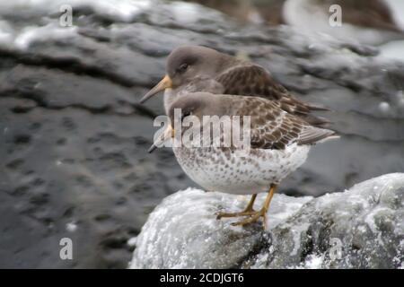 Calidris ptilocnemis qutra Stockfoto