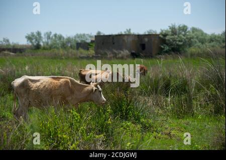 Kühe wandern am sandigen Schwarzmeerstrand am Donaudelta in der Nähe von Sfantu Gheorghe, Rumänien. Stockfoto