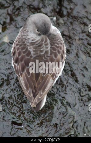 Calidris ptilocnemis qutra Stockfoto