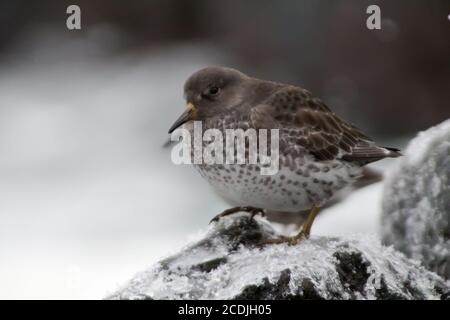 Calidris ptilocnemis qutra Stockfoto