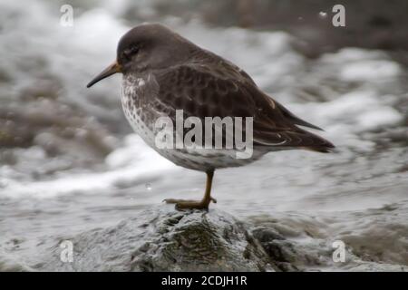 Calidris ptilocnemis qutra Stockfoto