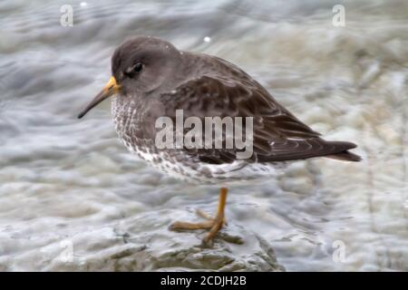 Calidris ptilocnemis qutra Stockfoto