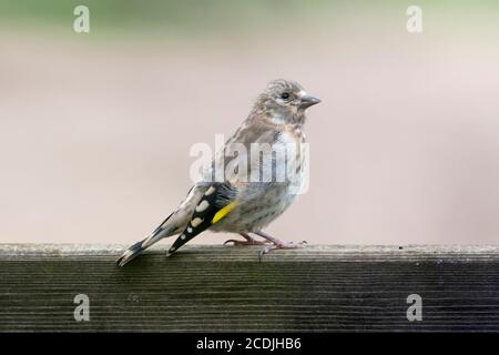 Jugendgoldfink, Carduelis carduelis. Noch in seinem unreifen Gefieder ist es noch nicht das charakteristische rote Gesicht des Erwachsenen zu entwickeln. Stockfoto