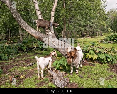 Bärtige Boer Ziege 'Capra aegagrus hircus' (Mischlingsart) Kommunikation mit zwei Weibchen. Stockfoto