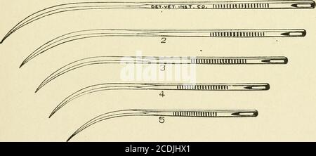 . Tierärztliche Post-mortem Technik . Abb. 50. – Leurs Doppelblatt-Rachiotomie-Säge. ------- - -^m Abb. 57. - Falzstahlregel, die in den Messgeweben verwendet wird.. Abb. 58. - Nadeln bei der Herstellung kosmetischer postmortems. Die Wirbel von kleinen Tieren bei der Entfernung des Rückenmarks (Abb. L 55, S. Leurs Doppelblatt verstellbare Raehiotomie Säge wird verwendet, um das Rückenmark zu entfernen (Abb. L 56, S. 44 VETERINÄR-NACHMORTEMTECHNIK BEI der Messung von Organen IST EINE Knochen- oder Stahlregel in Zentimetern auf der einen und Zoll auf der anderen Seite notwendig.AM bequemsten IST EINE Faltregel (Abb. L 57, S. Post-morteni Nadeln werden beim Nähen des cad verwendet Stockfoto