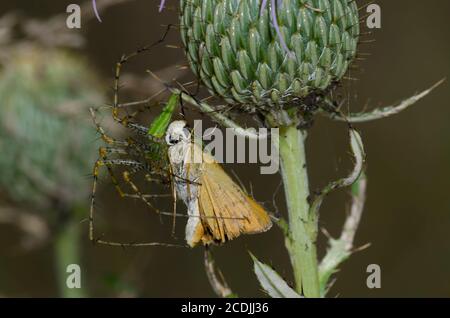 Green Lynx Spider, Peucetia viridans, Männchen mit gefangenem Delaware Skipper, Anatrytone logan, auf Distel, Cirsium sp. Stockfoto