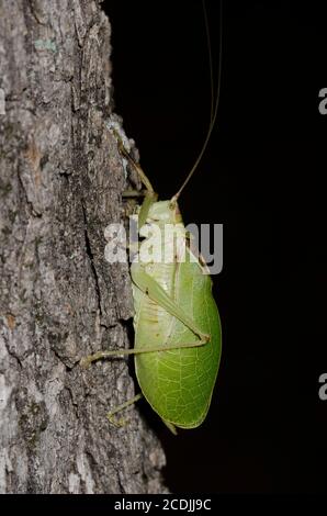 Gewöhnlicher echter Katydid, Pterophylla camellifolia, Männchen Stockfoto