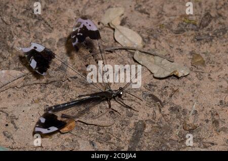 Antlion, Glenurus gratus Stockfoto