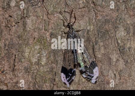 Antlion, Glenurus gratus Stockfoto