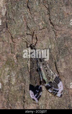 Antlion, Glenurus gratus Stockfoto