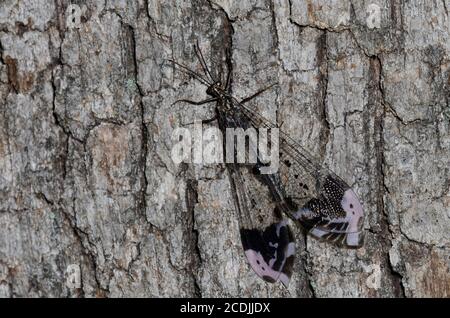 Antlion, Glenurus gratus Stockfoto