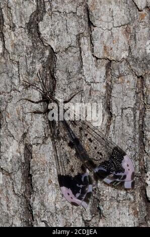 Antlion, Glenurus gratus Stockfoto