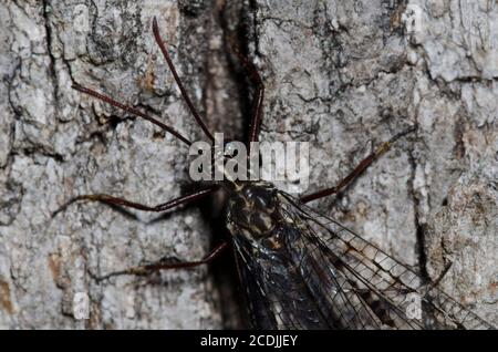 Antlion, Glenurus gratus Stockfoto