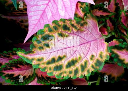 Pastell Coleus Blatt Stockfoto