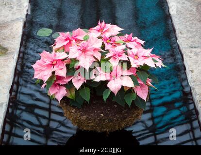 Pinkfarbener Korb Mit Weihnachtsstern Stockfoto