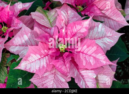 Rosa Weihnachtsstern Stockfoto