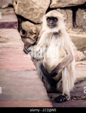 der indische Affe hanuman Langurs Stockfoto