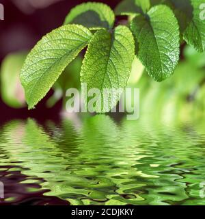 Grüne Blätter im Wasser reflektiert Stockfoto