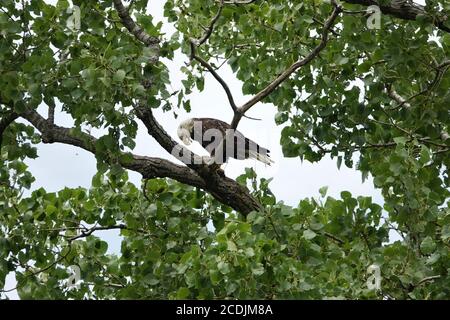 Zwei schöne Weißkopfseeadler, ein Erwachsener und ein Jugendlicher, wohnen in der Nähe des Arkansas Flusses in Oklahoma Stockfoto