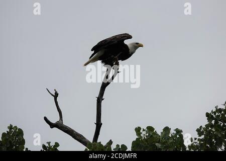 Zwei schöne Weißkopfseeadler, ein Erwachsener und ein Jugendlicher, wohnen in der Nähe des Arkansas Flusses in Oklahoma Stockfoto