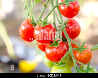Reihe von Cherry-Tomaten Stockfoto