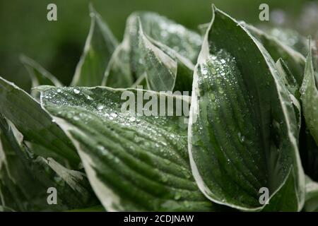 Regentropfen auf Hosta-Blättern Stockfoto