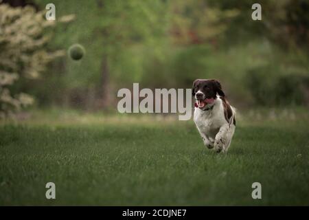 Dog Chasing Tennisball Stockfoto