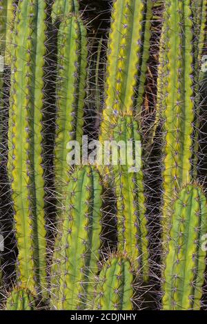 Hohe vertikale Kakteen aus Arizona Cactus Garden Stockfoto