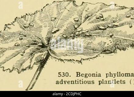 . Die Standard-Cyclopedia des Gartenbaus; eine Diskussion, für den Amateur, und der professionelle und kommerzielle Züchter, über die Arten, Eigenschaften und Methoden des Anbaus der Arten von Pflanzen in den Regionen der Vereinigten Staaten und Kanada für Ornament, für Phantasie, für Obst und Gemüse gewachsen; Mit Schlüssel zu den natürlichen Familien und Gattungen, Beschreibungen der gartenbaulichen Fähigkeiten der Staaten und Provinzen und abhängigen Inseln, und Skizzen von bedeutenden gartenculturists . 0W- Stockfoto