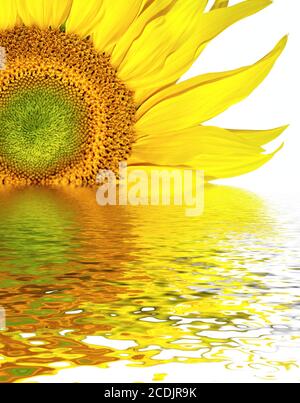 Sonnenblumen Kopf Hintergrund Stockfoto