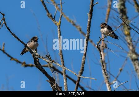 Schwalbe, Hirundo rustica, erwachsen und jung, in einem toten Baum sitzend. Stockfoto