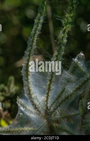 Gorse Spinnenmilbe, Tetranychus lintearius, in Schutzgewebe auf gewöhnlicher Gorse. Heide. Stockfoto