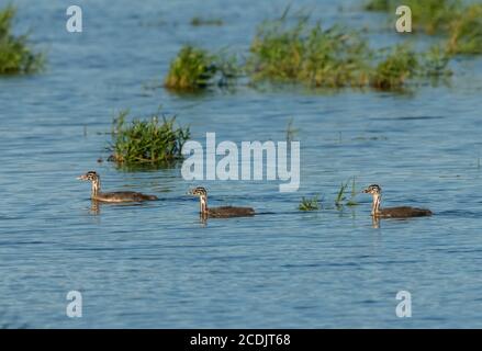 Junge Haubentaucher, Podiceps cristatus, Schwimmen und Füttern in flachen See. Stockfoto