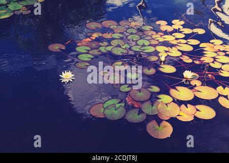 Weiße Lotusblume oder Seerose. Lotusblätter und Lotusknospe in einem Teich. Lotus Saison im Zaryadye Park, Moskau Stockfoto