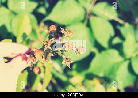 Zweig der jungen unreifen Bramble in der Hand, Brombeere wachsen im Sokolniki Park, Moskau Stockfoto