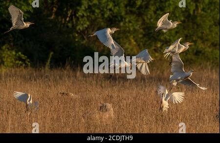 Kuhreiher, Bubulcus ibis, Herde, im Flug über Schafe Herde im Grasland. Brenne, Frankreich. Stockfoto