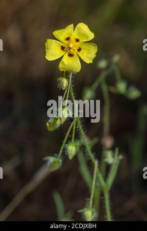 Getupfte Felsenrose, Tuberaria guttata, blühend. Seltene Pflanze in Großbritannien. Stockfoto