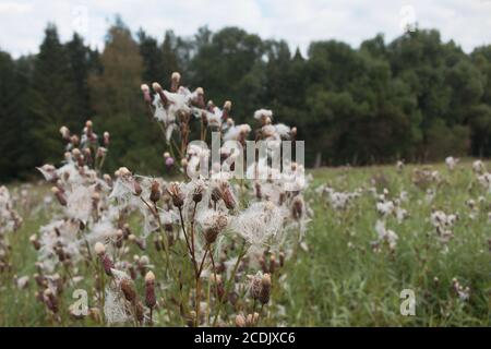 Cirsium arvense mit Tau Tropfen am frühen Morgen. Flusen mit Samen ist sichtbar Stockfoto