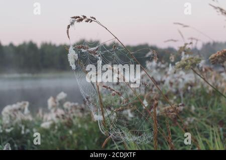 Spinnenttropfen. Spinne, die in der Mitte des Netzes sitzt. Am frühen Morgen. Morgendämmerung im russischen Feld. Stockfoto