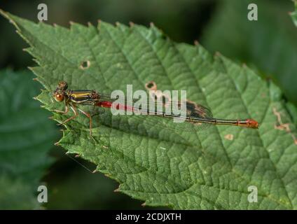 Weibchen große rote Damselfliege, Nymphula Pyrrhosoma, auf Blatt thront Stockfoto