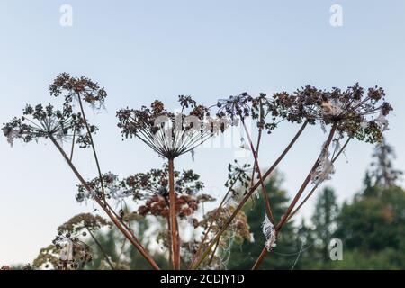 Ein Blick auf eine Angelica Archangelica mit Spinnweben in der Am frühen Morgen Stockfoto