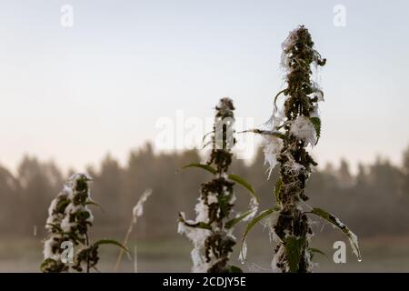 Die Brennnesseln sind am frühen Morgen mit Spinnweben verschlungen Stockfoto