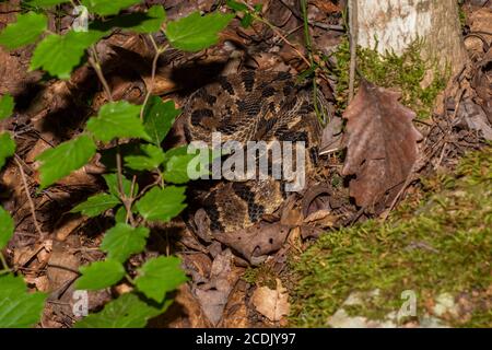 Gewickelte Holzrattlesnake im Wald von Cumberland Falls State Park in Kentucky Stockfoto