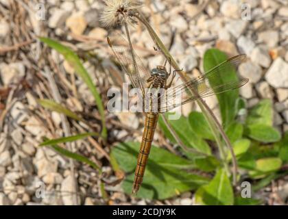 Weibliche Kielskimmer, Orthetrum coerulescens, thront in der Nähe von Bach. Stockfoto