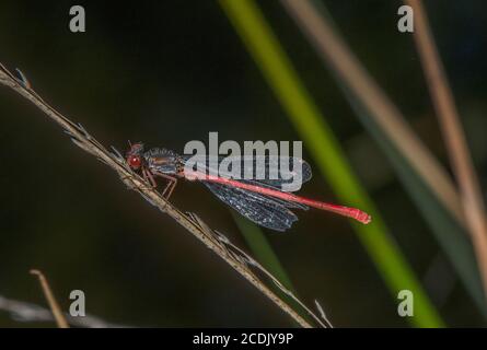 Männchen kleine rote Damselfliege, Ceriagrion tenellum, in der Nähe von Moor Pool thront. Stockfoto