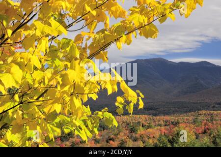 Landschaftlich schöner Herbstblick von Sugar Hill, New Hampshire. Leuchtend gelbe Ahornblätter umrahmen den robusten Cannon Mountain im Franconia Notch State Park. Stockfoto