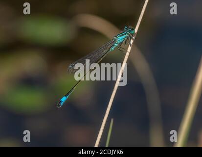 Männliche Blauschwanzdamselfly, Ischnura elegans, thront am Wasser Gras. Stockfoto
